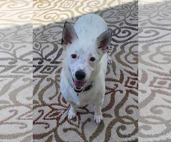 Medium Photo #1 Pembroke Welsh Corgi-Unknown Mix Puppy For Sale in Tempe , AZ, USA