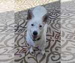 Small Pembroke Welsh Corgi Mix