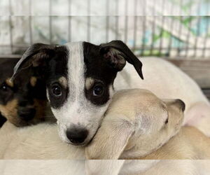 Labrador Retriever-Unknown Mix Dogs for adoption in Jefferson, NJ, USA