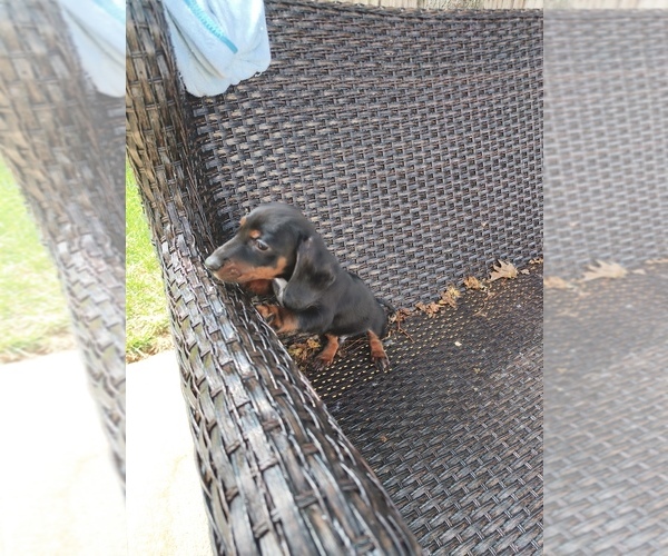 Medium Photo #1 Dachshund Puppy For Sale in CASTLETON, IN, USA