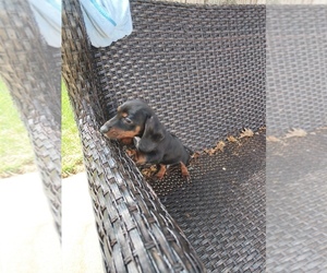 Dachshund Puppy for sale in CASTLETON, IN, USA
