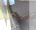 Small Dachshund
