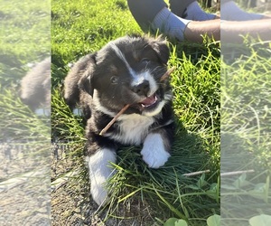 Miniature American Shepherd Puppy for sale in BERLIN, MA, USA