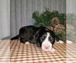 Small Photo #8 Border Collie Puppy For Sale in NEW YORK MILLS, MN, USA