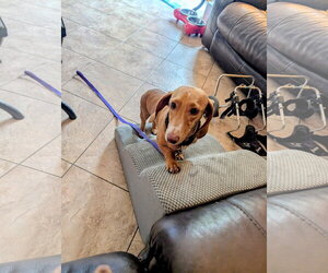 Seymour - Male Dachshund Dog for Adoption - Photo #2