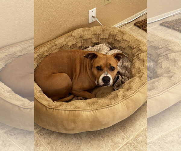 Medium Photo #3 American Pit Bull Terrier-Unknown Mix Puppy For Sale in Chandler, AZ, USA
