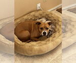 Small #2 American Pit Bull Terrier Mix
