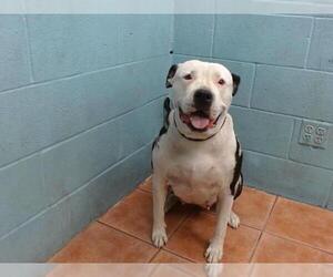 American Pit Bull Terrier Dogs for adoption in Downey, CA, USA