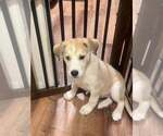 Small #7 Siberian Husky Mix
