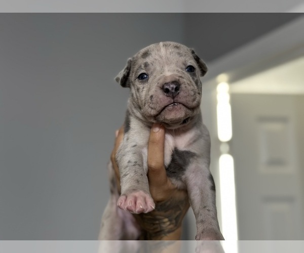 Medium Photo #13 American Bully Puppy For Sale in DELTONA, FL, USA