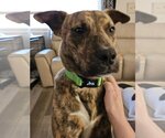 Small Photo #7 Mountain Cur-Unknown Mix Puppy For Sale in Germantown, OH, USA