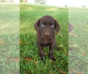 Labrador Retriever Puppy for Sale in SOUTH WAYNE, Wisconsin USA