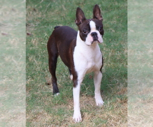 Father of the Boston Terrier puppies born on 03/03/2023