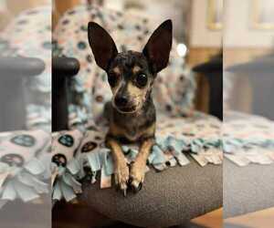 Chihuahua Dogs for adoption in Gulfport, MI, USA