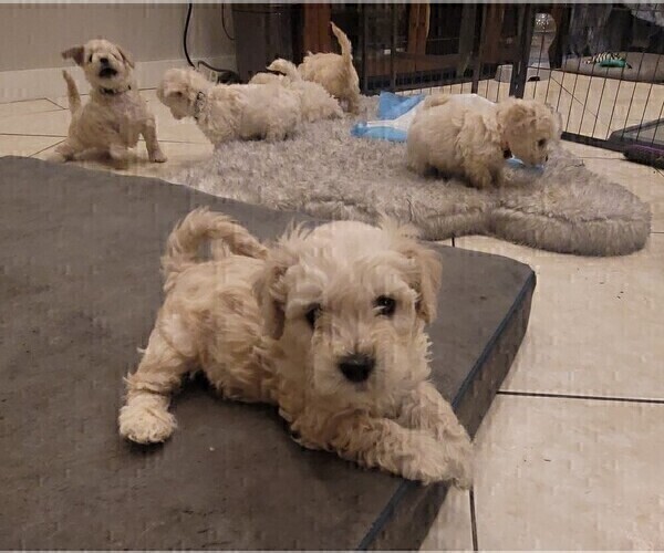 Medium Photo #2 Maltipoo Puppy For Sale in CORONA, CA, USA