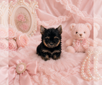 Small #21 Yorkshire Terrier