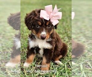 Aussie-Poo-Aussiedoodle Miniature  Mix Puppy for sale in TAYLOR, TX, USA