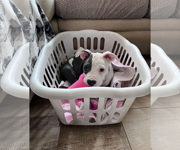 Medium Photo #6 Mutt Puppy For Sale in Spotsylvania, VA, USA