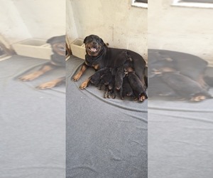 Mother of the Rottweiler puppies born on 10/09/2025