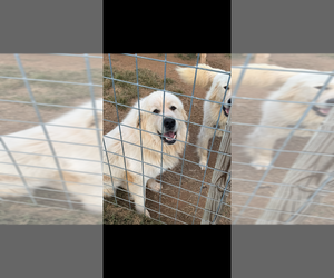 Father of the Great Pyrenees puppies born on 11/17/2025