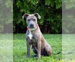 Small American Pit Bull Terrier