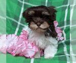 Small #2 Havanese
