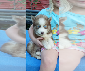 Siberian Husky Puppy for sale in GAFFNEY, SC, USA