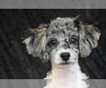 Small #1 Bichpoo