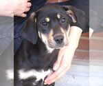Small #1 Mutt