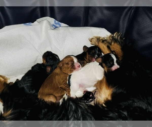 Medium Photo #5 Cavalier King Charles Spaniel Puppy For Sale in TYRONE, GA, USA