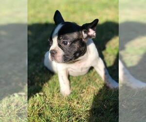 French Bulldog Puppy for sale in PROVIDENCE, RI, USA