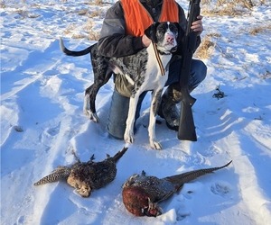 Father of the Border-Aussie-German Shorthaired Pointer Mix puppies born on 03/24/2026