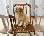 Small Photo #5 Poochon Puppy For Sale in NIANGUA, MO, USA