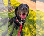 Small #9 Labrador Retriever Mix