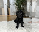 Puppy Beauty Labrador Retriever