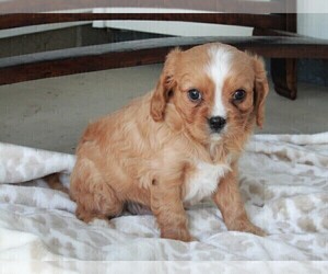 Cavachon Puppy for sale in FREDERICKSBURG, OH, USA