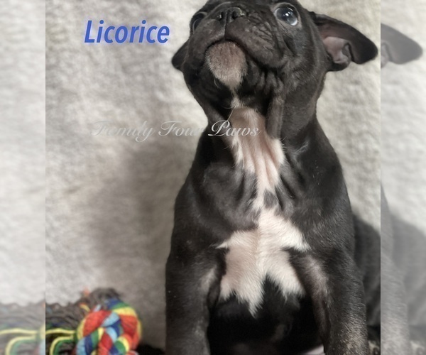 Medium Photo #9 Faux Frenchbo Bulldog Puppy For Sale in HOODSPORT, WA, USA