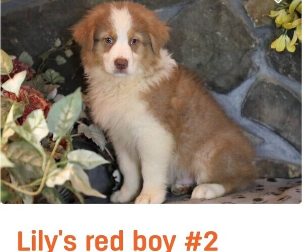 Medium Photo #11 Australian Shepherd Puppy For Sale in WESTFIELD, MA, USA