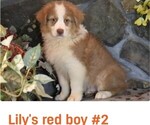 Small #10 Australian Shepherd