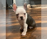 Puppy Puppy 2 French Bulldog