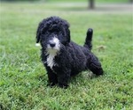 Puppy Puppy 1 Bernedoodle