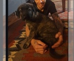 Small #10 Caucasian Shepherd Dog-Irish Wolfhound Mix