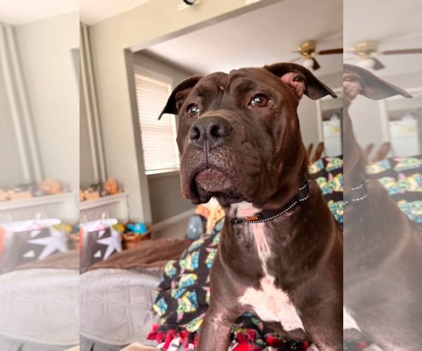 Medium Photo #3 American Pit Bull Terrier-Unknown Mix Puppy For Sale in Duluth, MN, USA