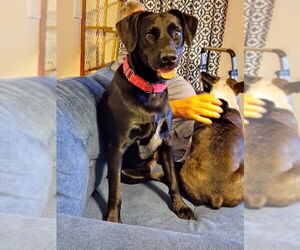 Peruvian Inca Orchid Dogs for adoption in Erie, MI, USA