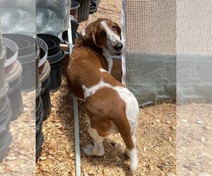 Basset Hound Dogs for adoption in Austin, TX, USA