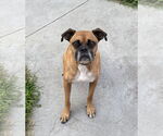 Small #1 Boxer