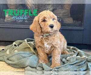 Goldendoodle (Miniature) Puppy for sale in NORTH LIBERTY, IN, USA
