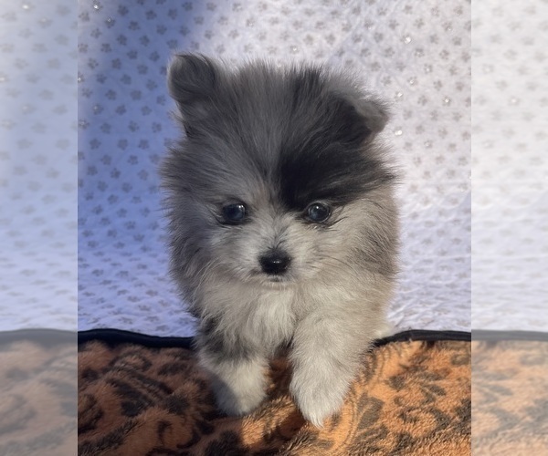 Medium Photo #1 Pomeranian Puppy For Sale in PORTLAND, ME, USA
