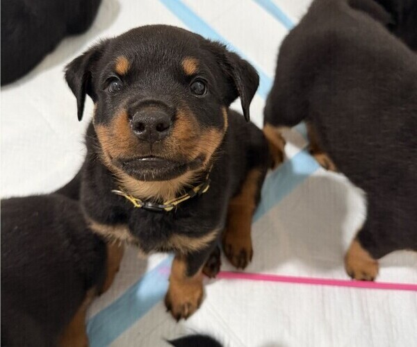 Medium Photo #15 Rottweiler Puppy For Sale in WORTH, IL, USA