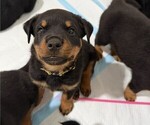 Small Photo #15 Rottweiler Puppy For Sale in WORTH, IL, USA